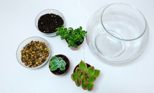 Terrarium Kit- *PRE-ORDER