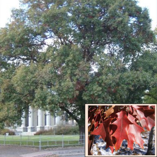 Chisos Red Oak