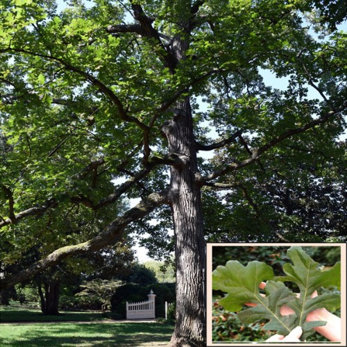 Bur Oak