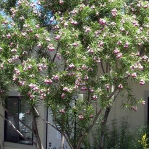 Desert Willow