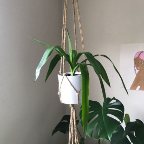 Dracaena corn plant