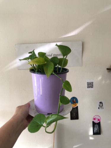 Jade Golden pothos