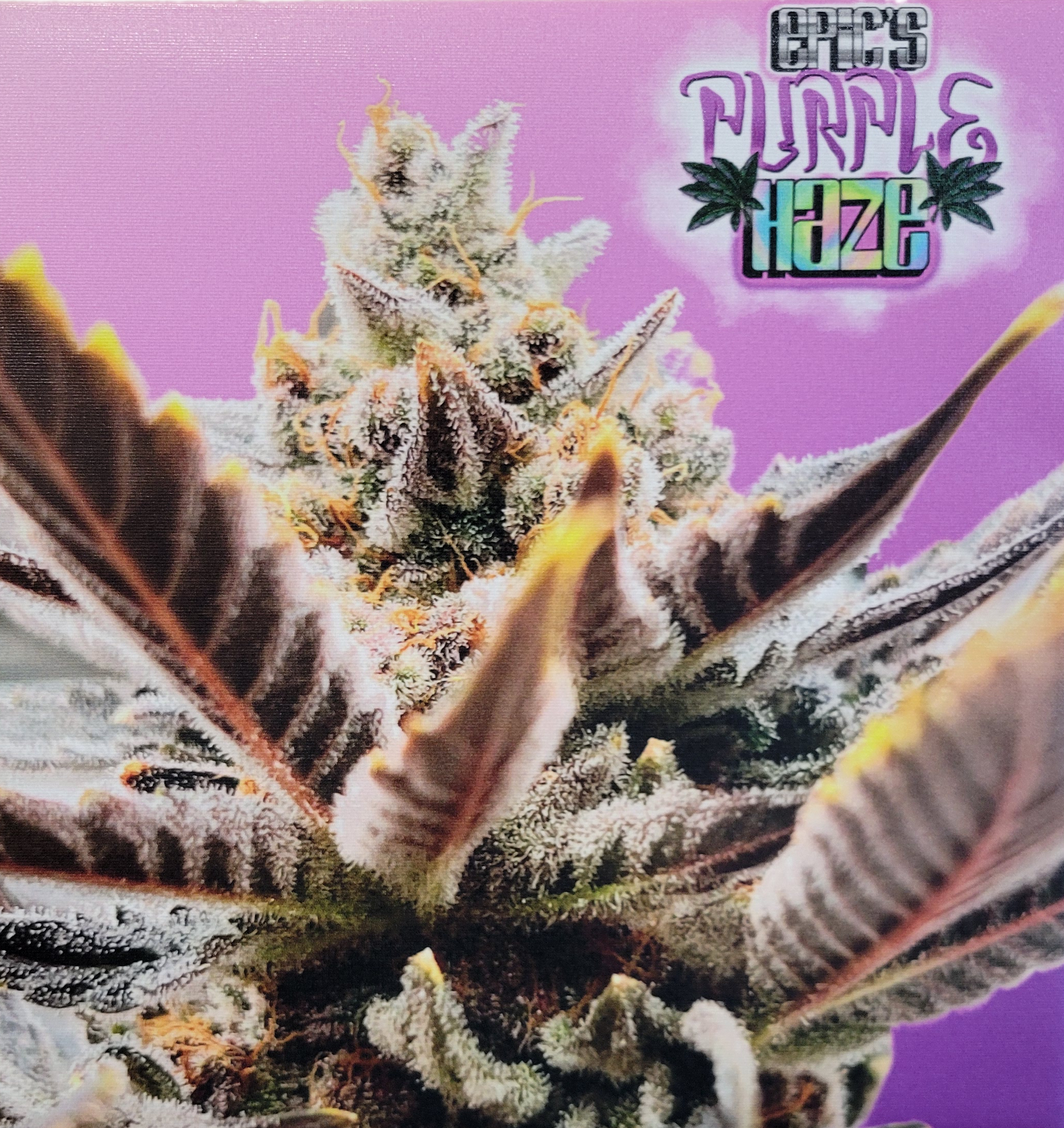 Epic's Purple Haze