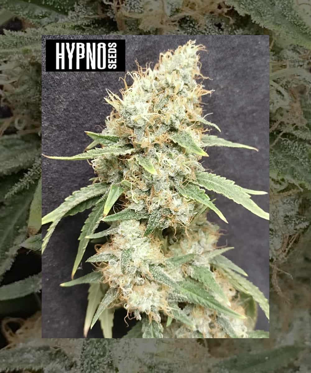 Save  Visit site Story pin image Mac 1 Weed Seeds | High-Quality